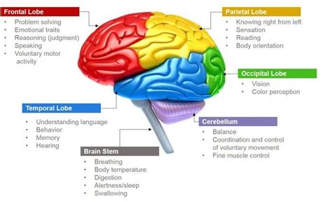 Pin by RtripleX on Biology of the Body | Brain anatomy, Human brain ...