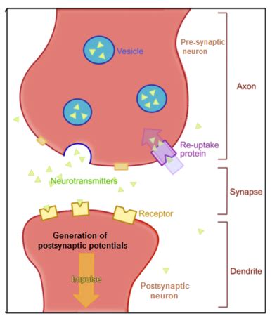 Inhibitory Postsynaptic Potential | Definition & Factors | Study.com