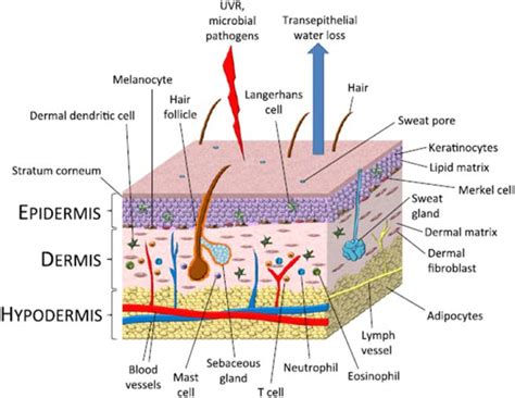 Ricardo Reed (ricardoreed0ba) | Epidermis, Skin structure, Hair follicle