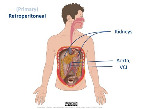 Retroperitoneal Space