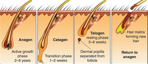 Hair and Nails | Anatomy and Physiology I