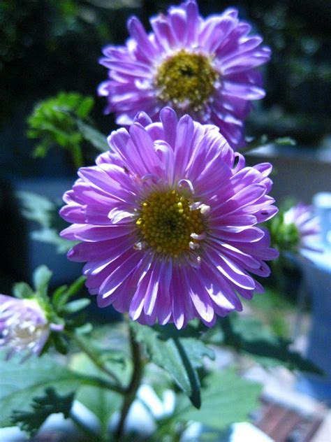 Purple Chrysanthemum! | Garden workshops, Chrysanthemum, Plants