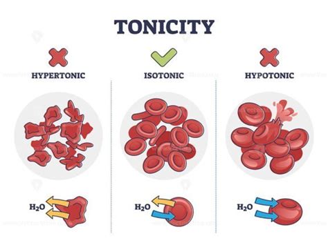 Tonicity as osmotic hypertonic, isotonic, hypotonic pressure outline diagram - VectorMine