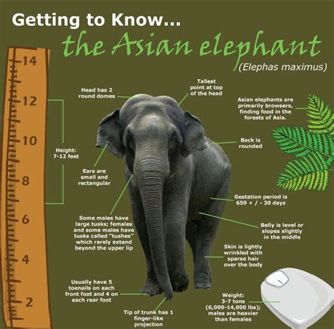 Ten Facts About Elephants • kimpluscraig.com