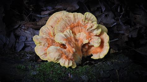 Chicken Of The Woods On Conifer — Toxic? - Learn Your Land