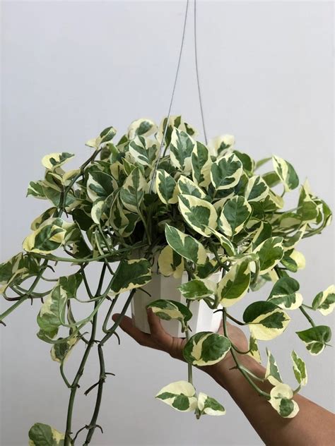 Golden Pothos Variegated Pothos Epipremnum Aureum Etsy