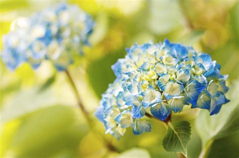 Hydrangea Wallpapers - Wallpaper Cave