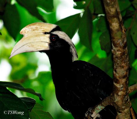 Black Hornbill - BirdForum Opus | BirdForum