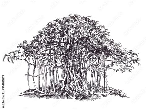 Banyan with aerial roots. Long branches, big tree. Ink drawing. Stock Illustration | Adobe Stock