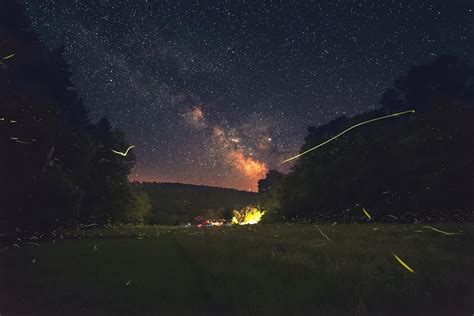 Pennsylvania Fireflies: Signals of Summer | Firefly festival, Summer, Firefly