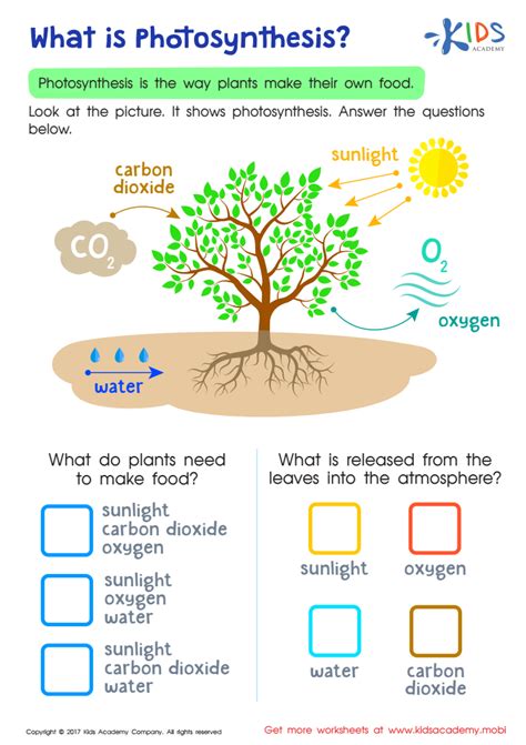 What is Photosynthesis Free Worksheet PDF for Kids