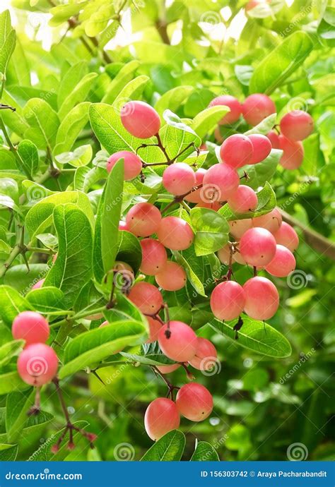 Karonda Fruits with Leaf on a Tree Stock Photo - Image of meal, fresh ...