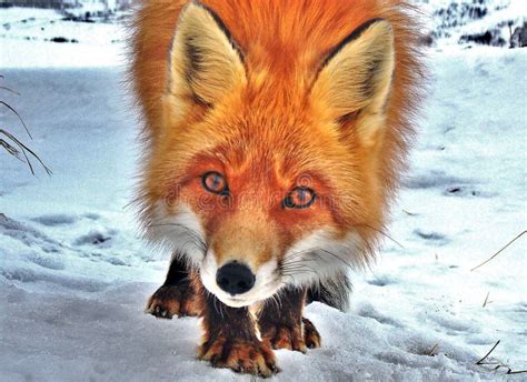 The Wildlife of Kamchatka. Kamchatka Mountains. Kamchatka Peninsula ...