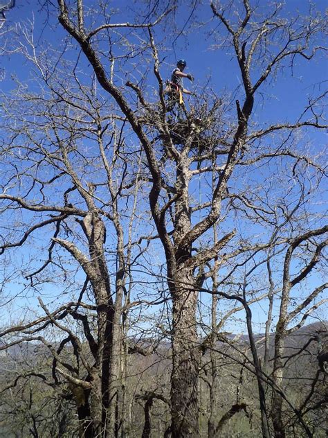 The First Cinereous Vulture Chick in the Vratsa Balkan Nature Park Has ...