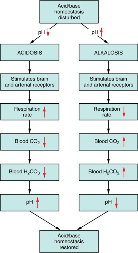 Acid-Base Balance | Anatomy and Physiology II