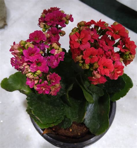 identification - what is this flowering succulent type plant? - Gardening & Landscaping Stack ...