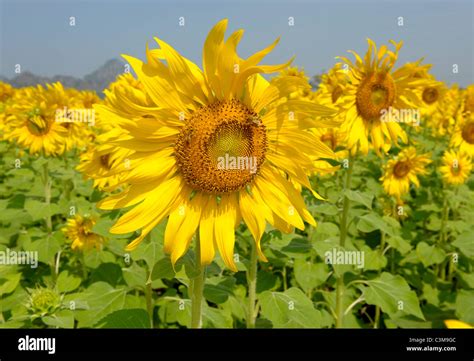 sunflower field , sunflower fields of lopburi , central Thailand Stock ...