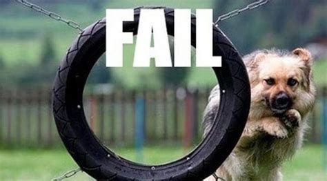 Vote for the Top 10 Dog Fails Of All Time | The Dog People by Rover.com