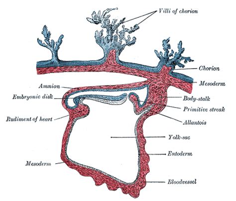 Derivatives of Endoderm (Embryonic Period) – howMed