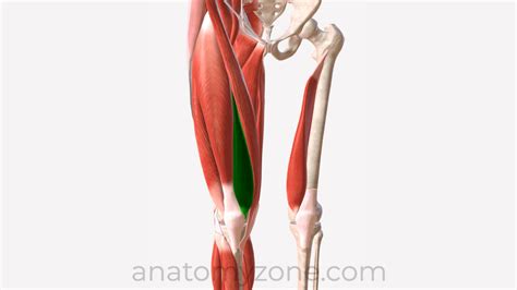 Vastus Medialis - Origin, Insertion, Action, 3D Model | AnatomyZone