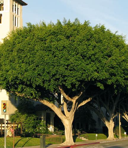 Indian Laurel Fig | Drought Tolerant Trees | San Diego