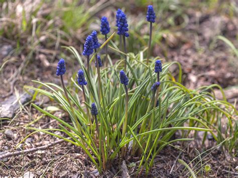 Grape Hyacinth (Muscari): Plant Care & Growing Guide