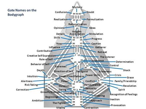 Human design definition - actjawer