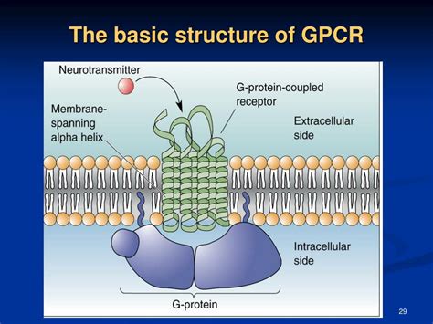 PPT - Neurotransmitter PowerPoint Presentation, free download - ID:3735781