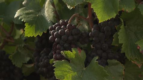 Climate change threatens grapes of Burgundy wine region - YouTube