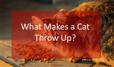 What Makes A Cat Throw Up Their Food, Demystifying Cat Vomit