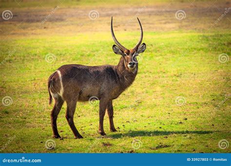 African Waterbuck Antelope Stock Photos - Image: 33927803