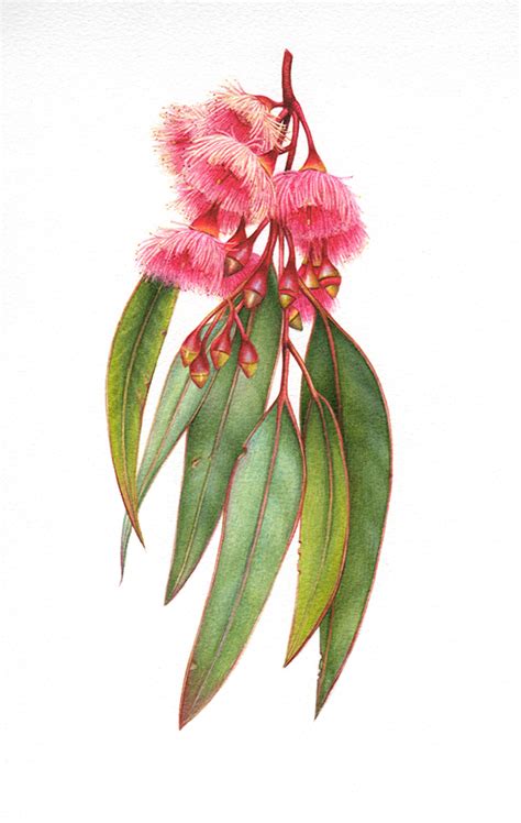 Ironbark Eucalyptus ~ Botanical Study - Heidi Willis