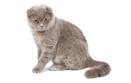 Scottish Fold Cat Breed Information, Pictures, Characteristics & Facts