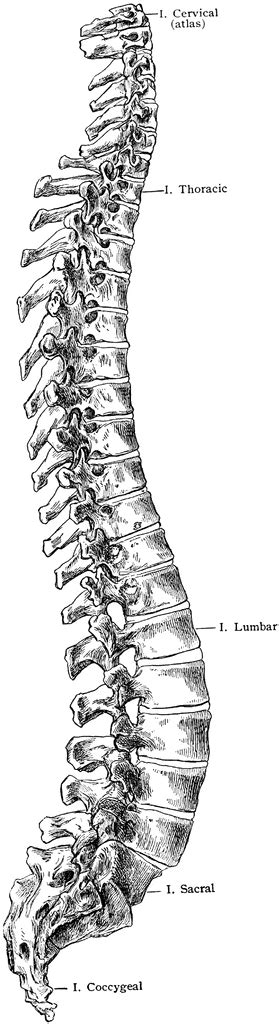 Lateral View Of Spine ClipArt ETC 2838 | The Best Porn Website