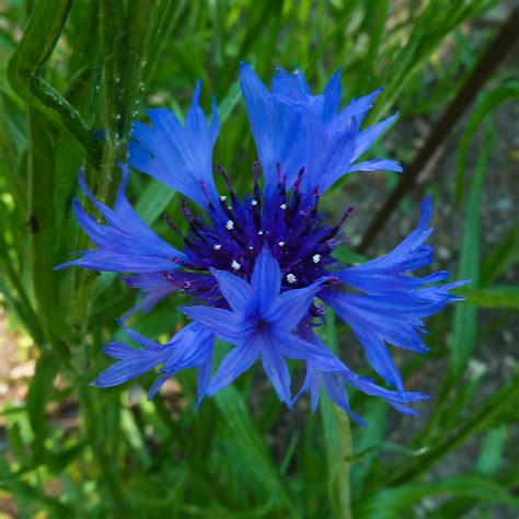 Fiordaliso: Centaurea cyanus L. | Flickr - Photo Sharing!