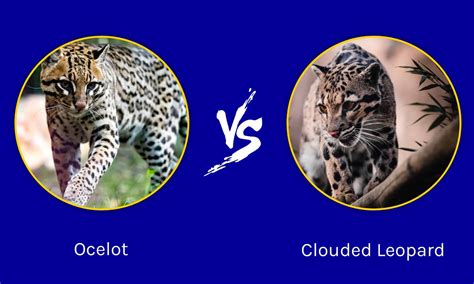 Ocelot vs Clouded Leopard: What are the Differences? - A-Z Animals