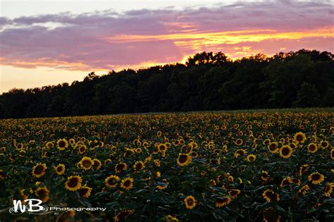 NB Photography: Sunflower Sunset | Sunflower sunset, Sunset, Still life ...