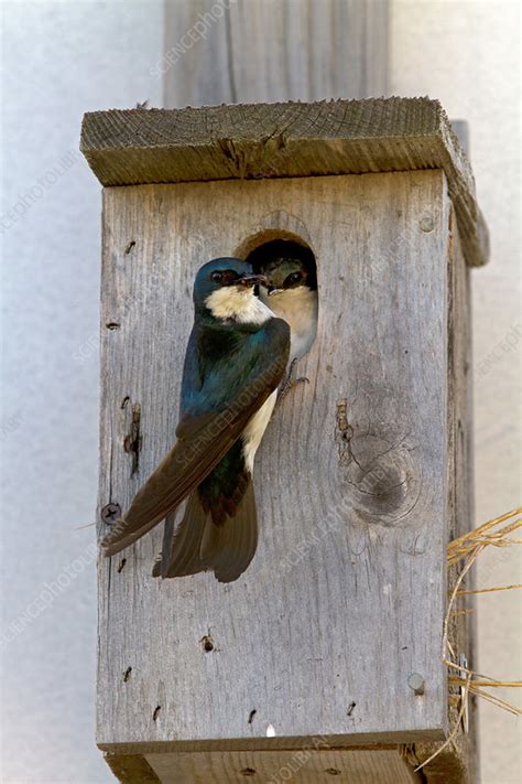 Tree Swallow at nesting box - Stock Image - F031/6028 - Science Photo ...