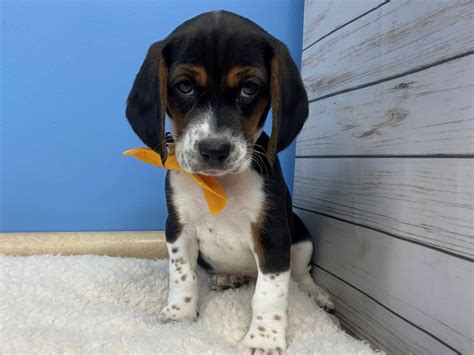 Beagle Puppy Black and White, Tan Markings ID:11836 Located at Petland ...