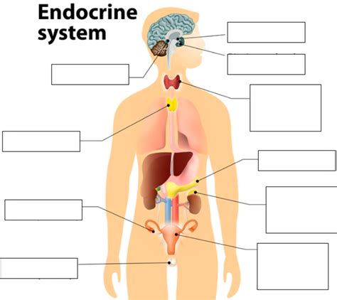 Label the Endocrine System JM31 Diagram | Quizlet