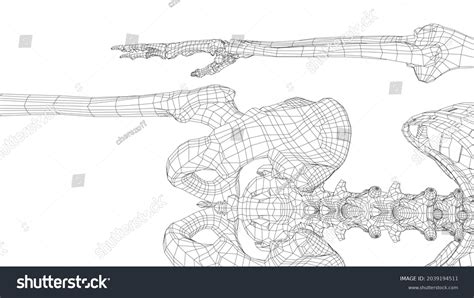 Human Skeleton Vector Rendering 3d Wireframe Stock Vector (Royalty Free) 2039194511 | Shutterstock