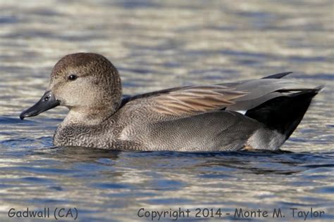 Gadwall