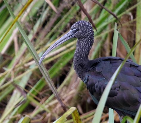 South Wales Birding.: "Somerset birds"