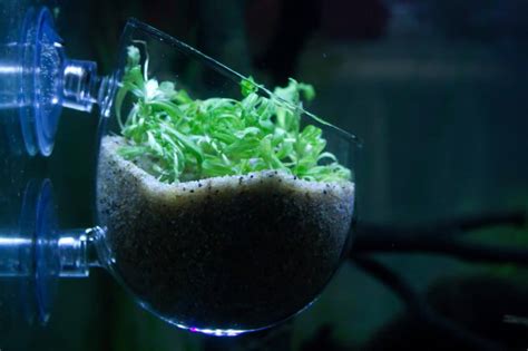 Review: Glass aquarium plant cup! - Aquariadise