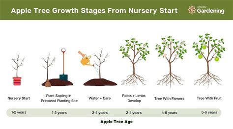 Apple Tree Growth Stages: How Fast Do Apple Trees Grow?