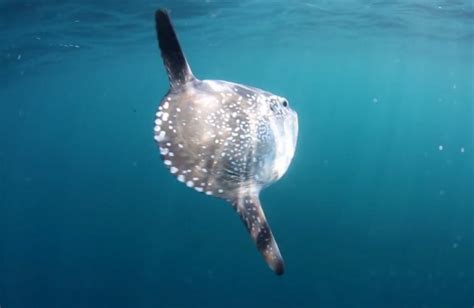 Rare baby sunfish reveal early life of one of the ocean’s weirdest fish - Australian Geographic