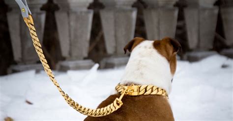 Luxury Gold Stainless Steel Dog Collars and Leashes - BIG DOG CHAINS — BIG DOG CHAINS, Delow ...