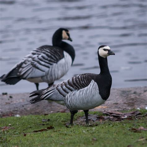 Barnacle Geese - Photography by Mark Seton