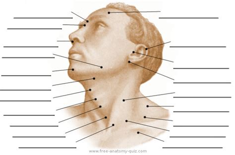 Anatomy Quiz Head And Neck - Anatomy Reading Source