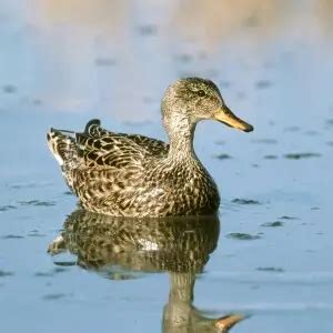 Gadwall - Facts, Diet, Habitat & Pictures on Animalia.bio